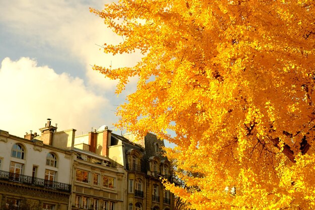 Niski kąt widoku drzewa na tle nieba jesienią