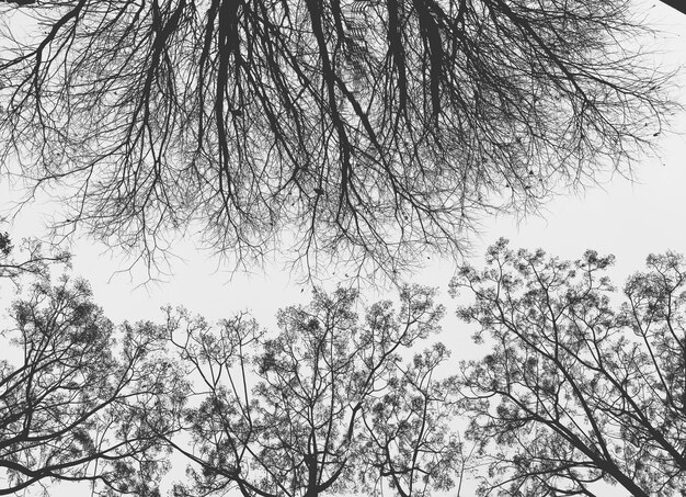 Niski kąt widoku drzewa na tle nieba