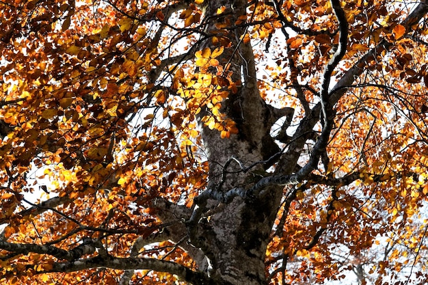 Niski kąt widoku drzewa w lesie jesienią