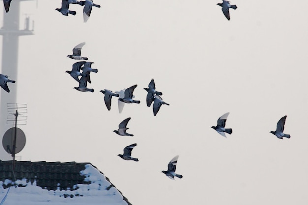 Zdjęcie niski kąt widoku gołębi latających na czystym niebie