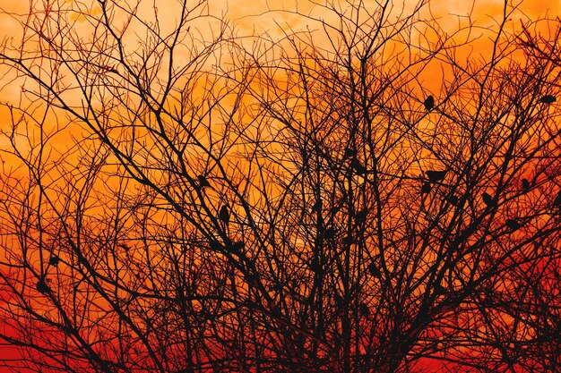 Niski kąt widoku gołego drzewa na pomarańczowym niebie