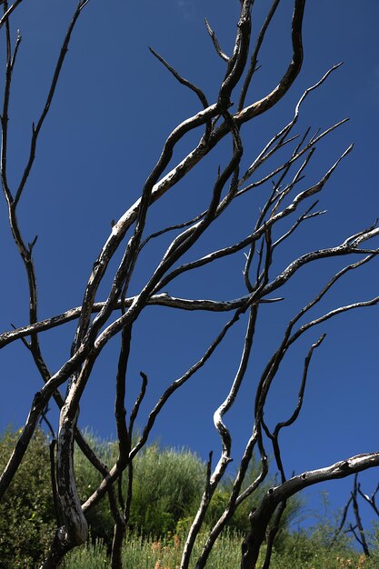 Zdjęcie niski kąt widoku gołego drzewa na tle jasnego niebieskiego nieba