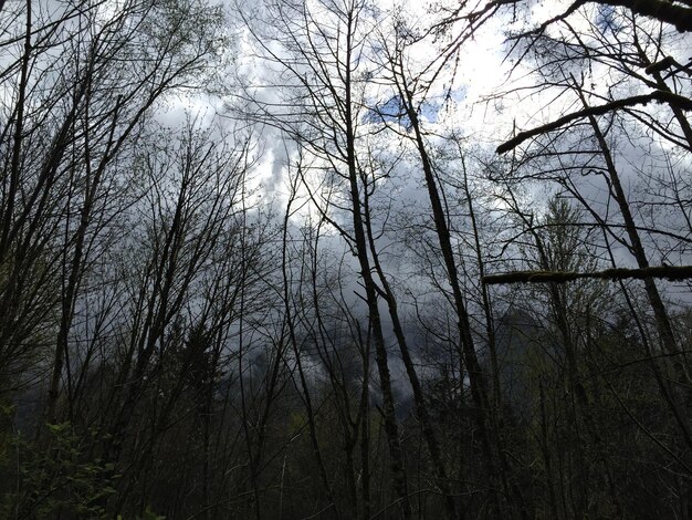 Zdjęcie niski kąt widoku gołych drzew na chmurnym niebie