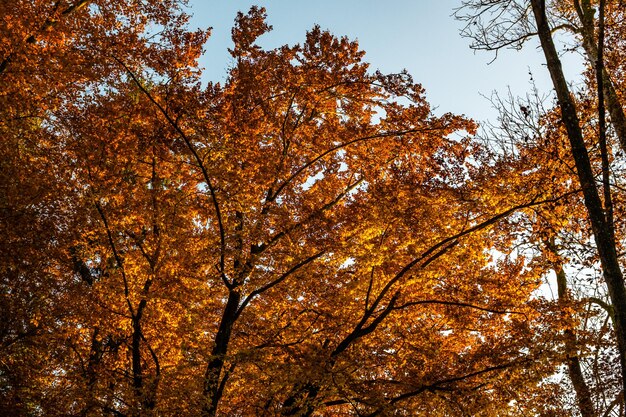 Niski kąt widoku jesiennych drzew