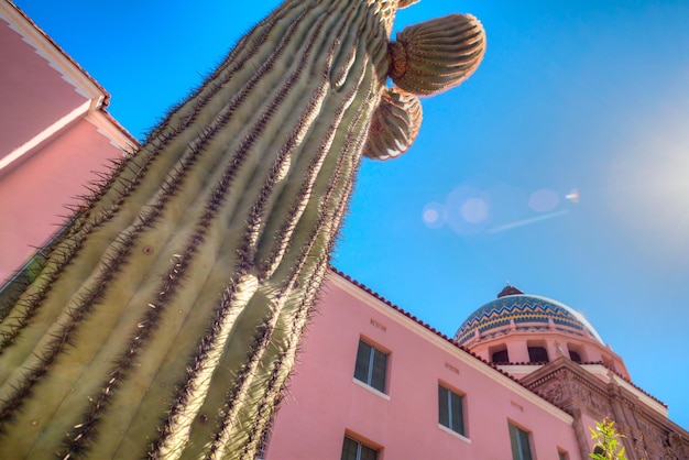 Zdjęcie niski kąt widoku kaktusa na różowym budynku