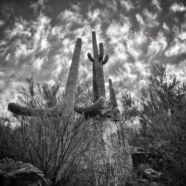 Niski kąt widoku kaktusa saguaro na chmurnym niebie.