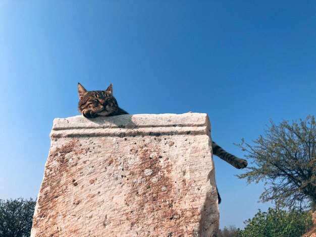 Zdjęcie niski kąt widoku kota na tle nieba