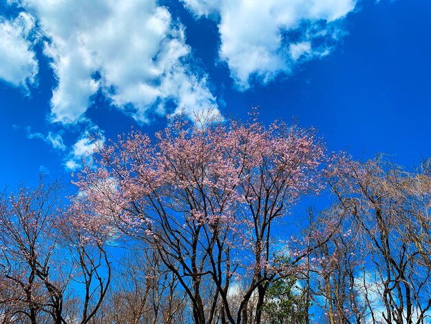 Zdjęcie niski kąt widoku kwitnącej rośliny na niebieskim niebie