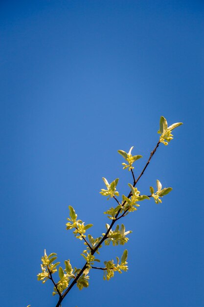 Zdjęcie niski kąt widoku kwitnącej rośliny na tle jasnego niebieskiego nieba