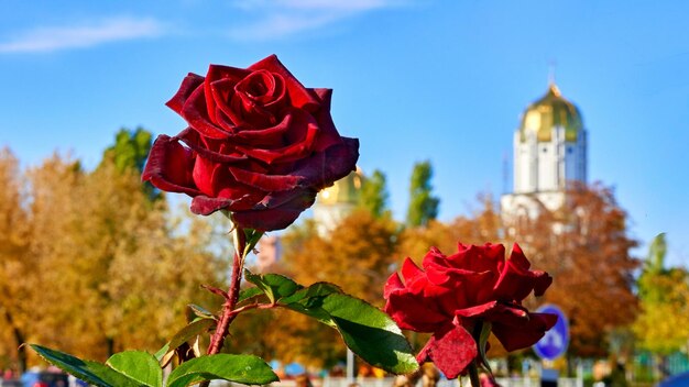 Zdjęcie niski kąt widoku kwitnącej rośliny na tle nieba