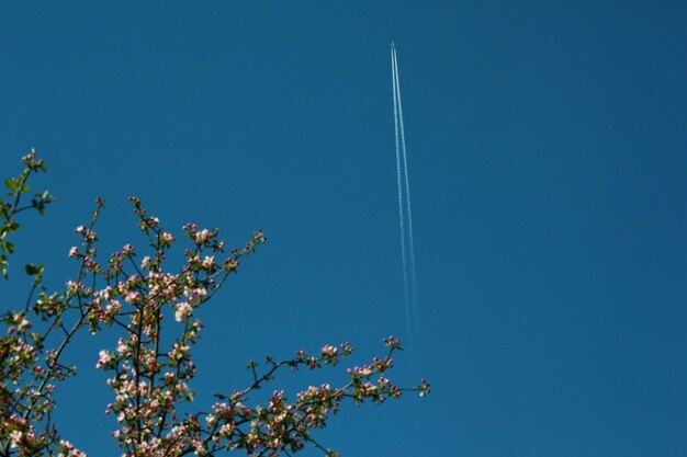Zdjęcie niski kąt widoku kwitnącej rośliny na tle niebieskiego nieba z samolotem w nim