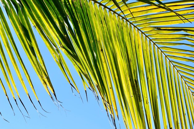 Zdjęcie niski kąt widoku liści palm na tle nieba