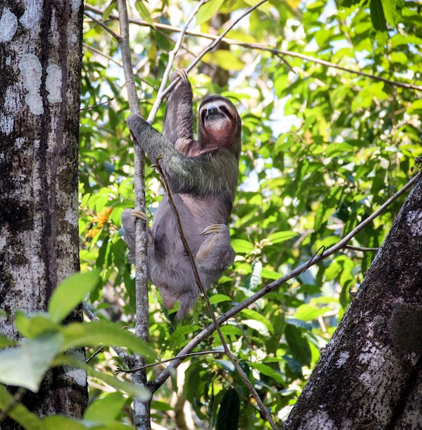 Niski kąt widoku małpy wiszącej na drzewie