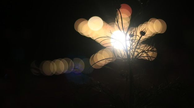 Zdjęcie niski kąt widoku oświetlonych świateł i roślin w nocy