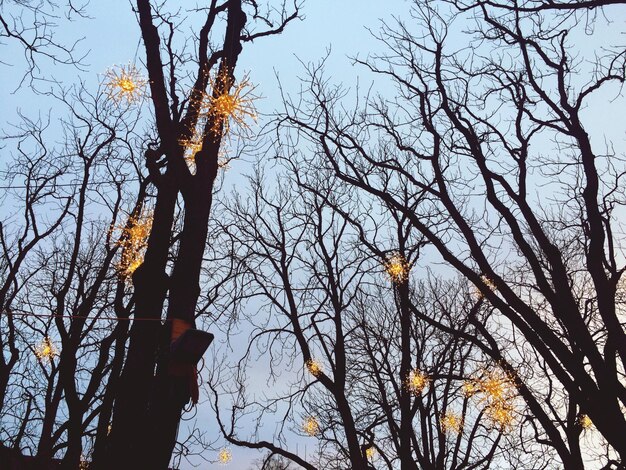 Zdjęcie niski kąt widoku oświetlonych świateł wiszących na gołych drzewach na tle nieba