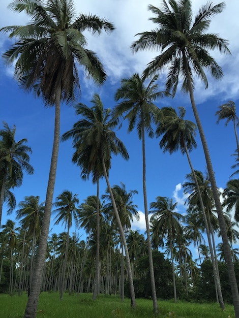 Zdjęcie niski kąt widoku palm kokosowych na tle nieba