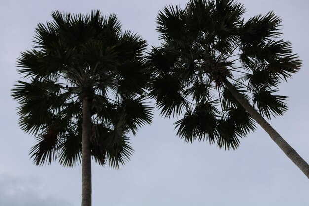 Zdjęcie niski kąt widoku palm na tle nieba