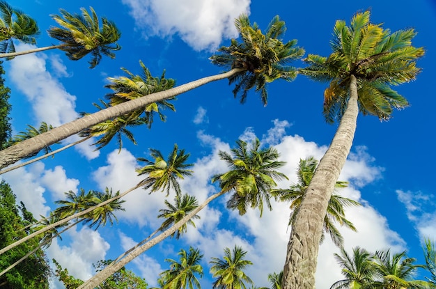 Niski kąt widoku palm na tle nieba