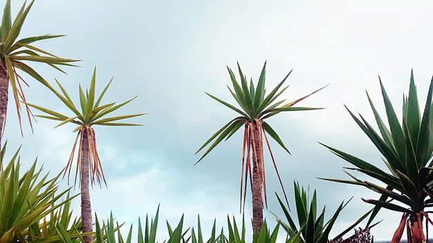 Zdjęcie niski kąt widoku palm na tle nieba