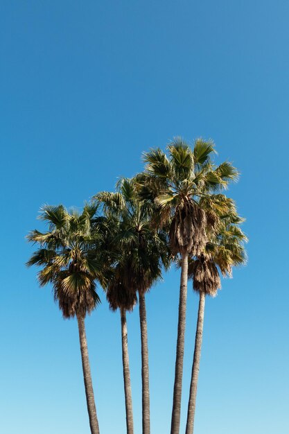 Niski kąt widoku palmy kokosowej na tle jasnego niebieskiego nieba