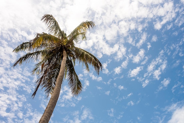 Zdjęcie niski kąt widoku palmy kokosowej na tle nieba