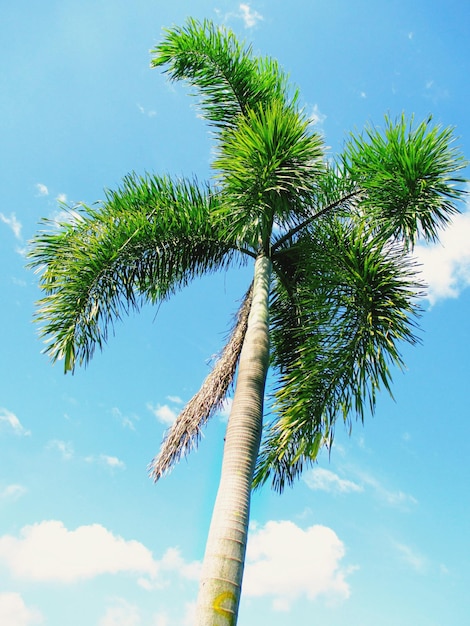 Niski kąt widoku palmy kokosowej na tle niebieskiego nieba