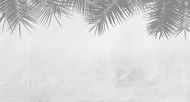 Zdjęcie niski kąt widoku palmy na białą ścianę