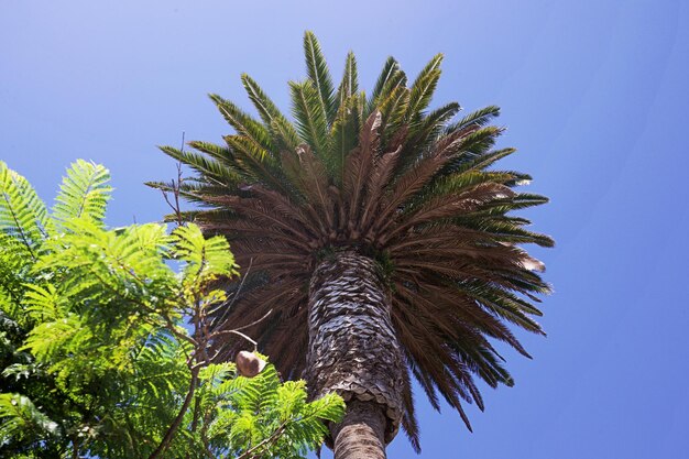 Zdjęcie niski kąt widoku palmy na jasnym niebie