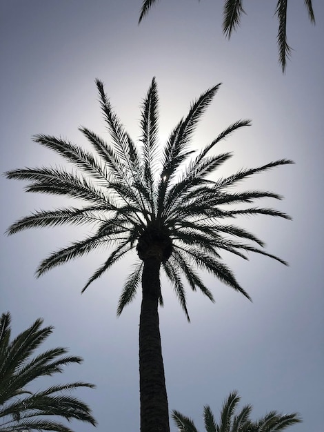 Zdjęcie niski kąt widoku palmy na jasnym niebie