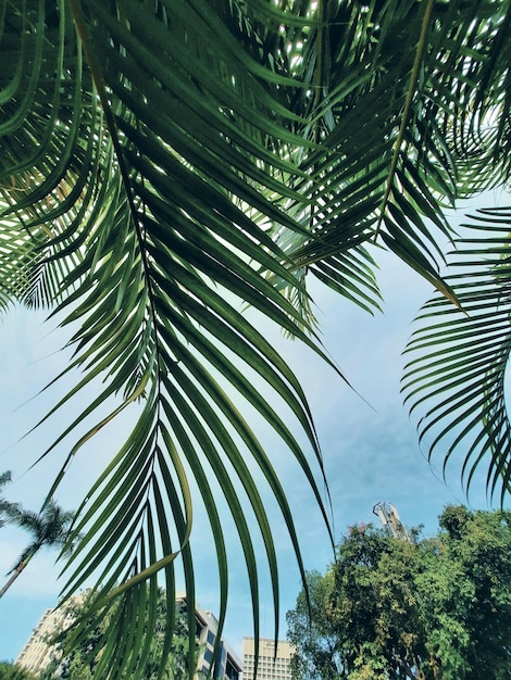 Zdjęcie niski kąt widoku palmy na tle nieba