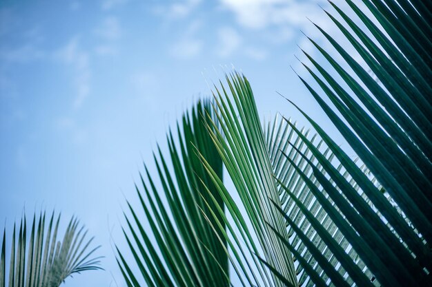 Niski kąt widoku palmy na tle nieba