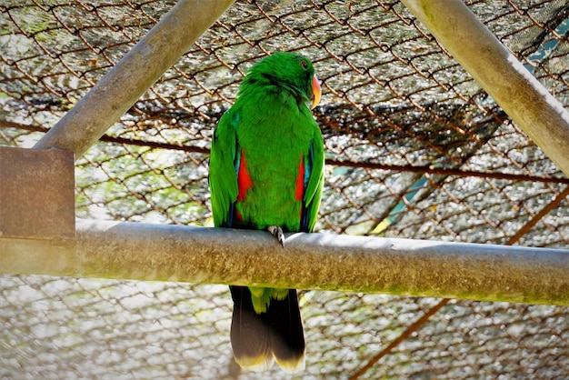 Zdjęcie niski kąt widoku papugi siedzącej na drzewie