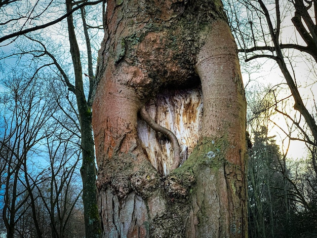 Zdjęcie niski kąt widoku pnia drzewa w kształcie serca w lesie