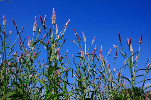 Zdjęcie niski kąt widoku pola kukurydzy na jasnym niebieskim niebie