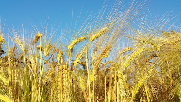 Niski kąt widoku pola pszenicy na tle jasnego niebieskiego nieba