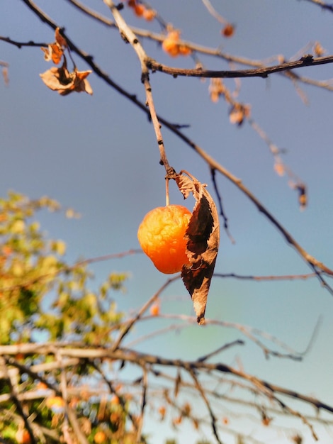 Zdjęcie niski kąt widoku pomarańczowego owocu na drzewie