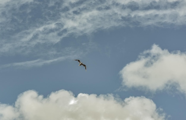Zdjęcie niski kąt widoku ptaka latającego w niebie