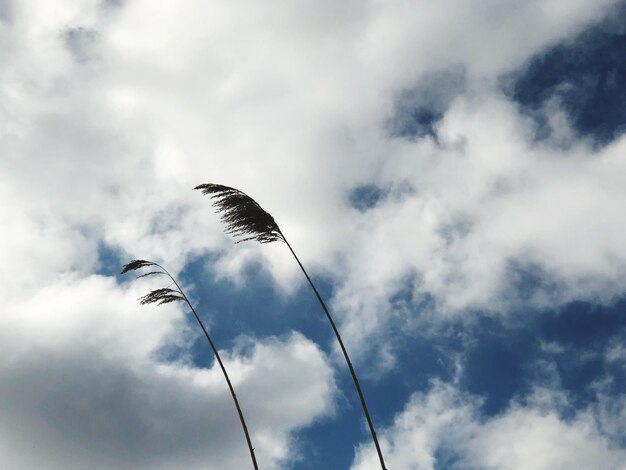 Zdjęcie niski kąt widoku ptaka latającego w niebie
