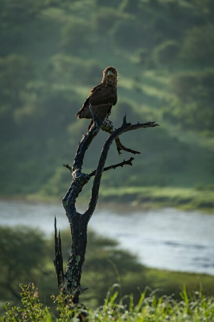 Zdjęcie niski kąt widoku ptaka siedzącego na gałęzi