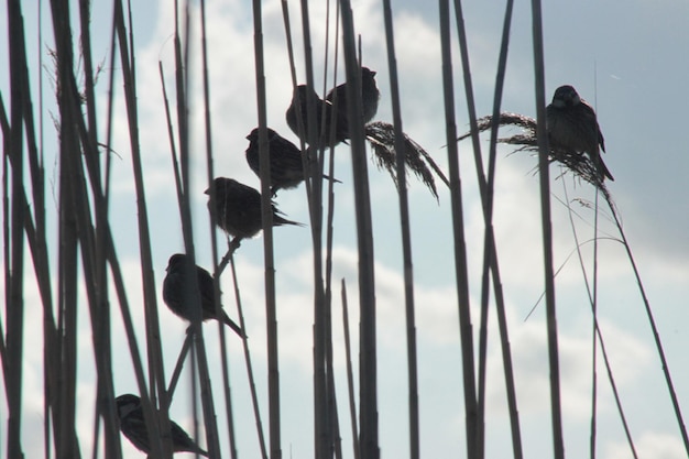 Niski kąt widoku ptaka siedzącego na roślinie na tle nieba