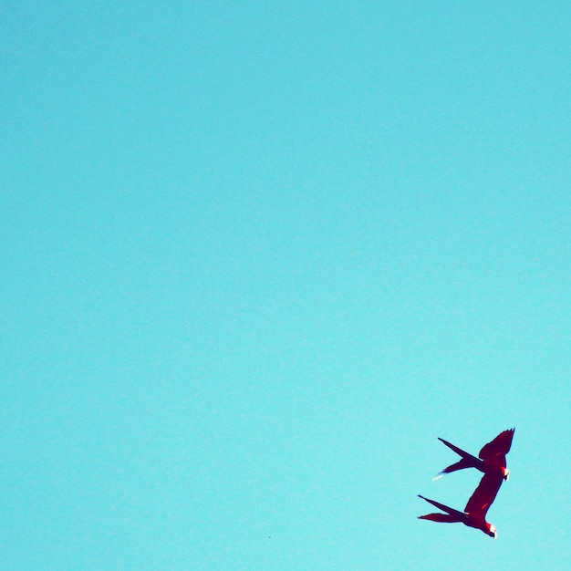 Zdjęcie niski kąt widoku ptaków latających na czyste niebieskie niebo