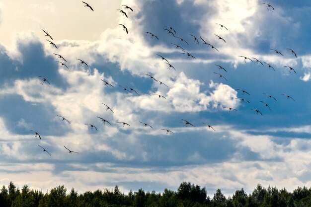 Zdjęcie niski kąt widoku ptaków latających w niebie