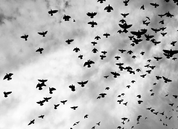 Zdjęcie niski kąt widoku ptaków latających w niebie