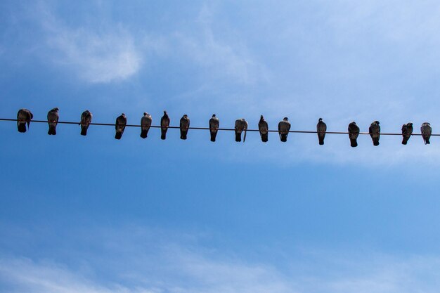 Zdjęcie niski kąt widoku ptaków siedzących na kablu na tle nieba