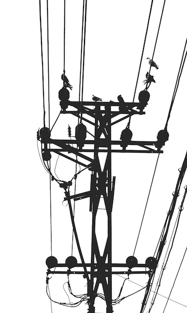 Niski kąt widoku ptaków siedzących na słupie elektrycznym na czystym niebie