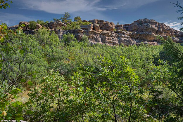 Zdjęcie niski kąt widoku roślin rosnących na skale na tle nieba w castlewood canyon state park w kolorado