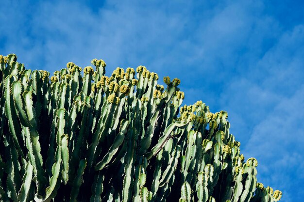 Zdjęcie niski kąt widoku rośliny soczystej na tle nieba