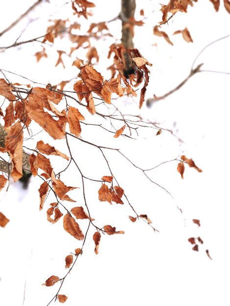 Zdjęcie niski kąt widoku suchych liści na gałęzi