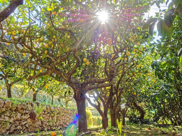 Zdjęcie niski kąt widoku światła słonecznego przepływającego przez drzewo