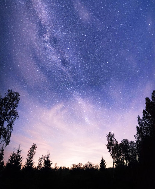 Niski kąt widoku sylwetek drzew na tle nocnego nieba